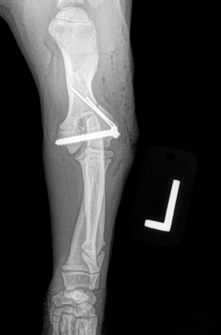 Thoracic Limb Fractures | Oakdale Veterinary Group